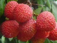 �ļ��ո�����֦�׵�Ѫ��