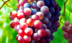 �������γ�����