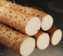 ��ʳɽҩ���̲�